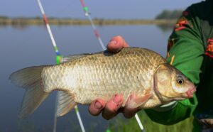 Как ловить карася