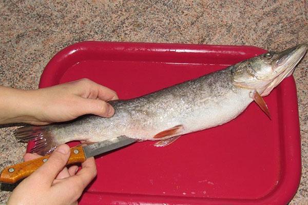 Как засолить щуку