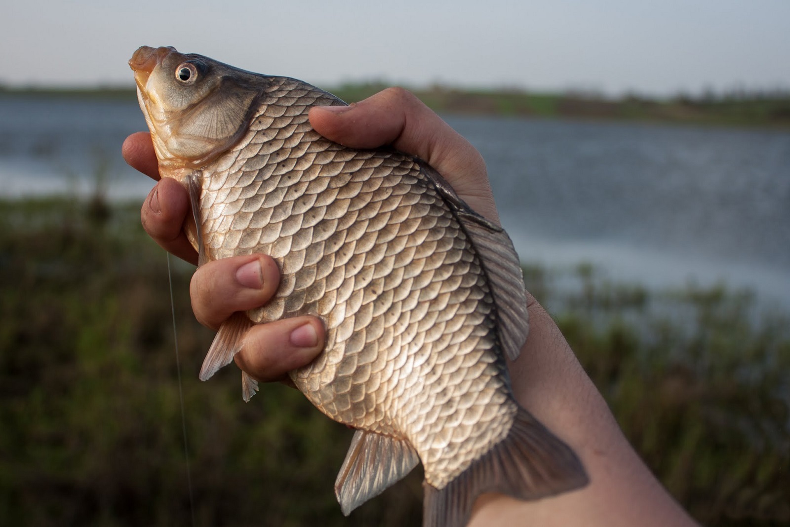 Карась — кратко о рыбе
