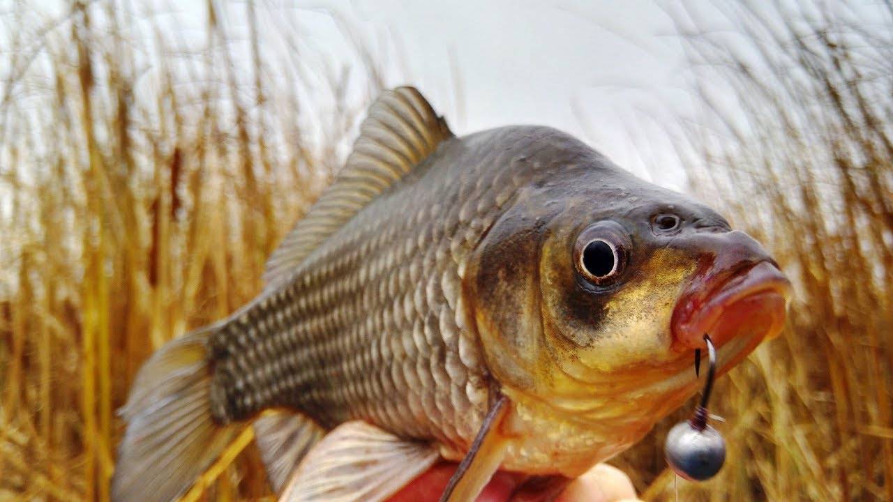 Ловим карася в ноябре