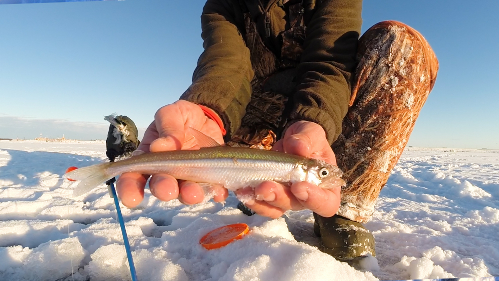 Ловим корюшку