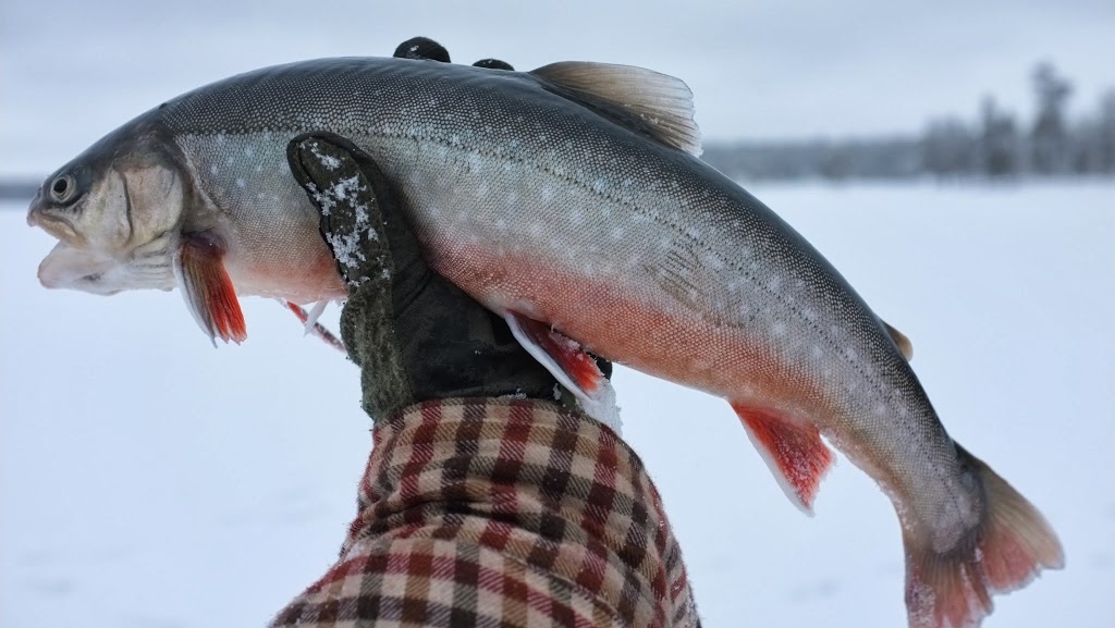 Ловля гольца на Имандре