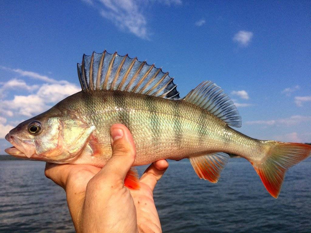 Окунь — кратко о рыбе
