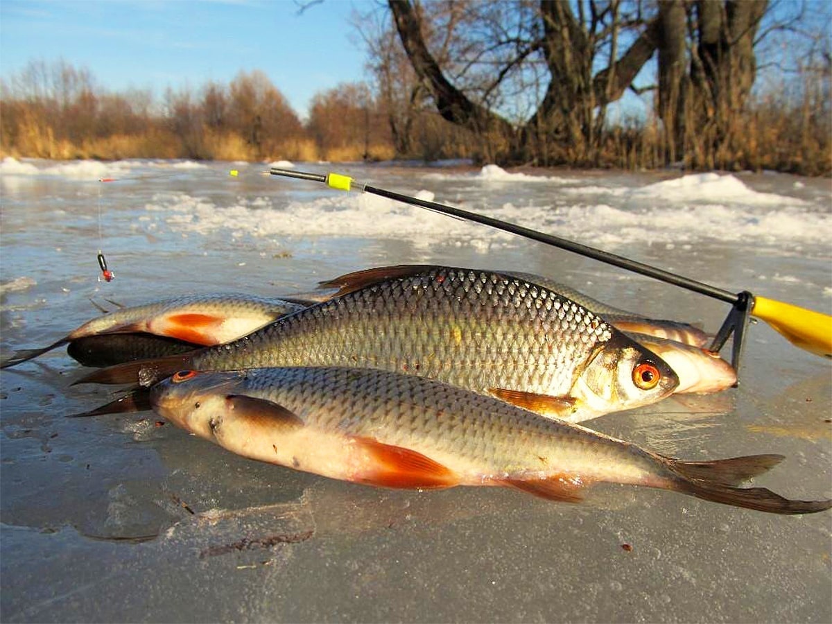 Плотва на льду