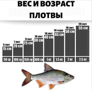Размеры плотвы