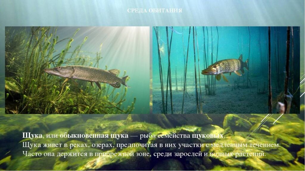 Среда обитания щуки