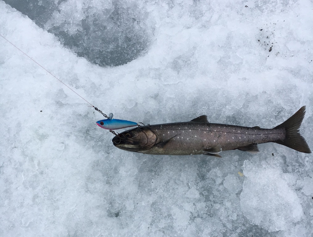 зимний голец