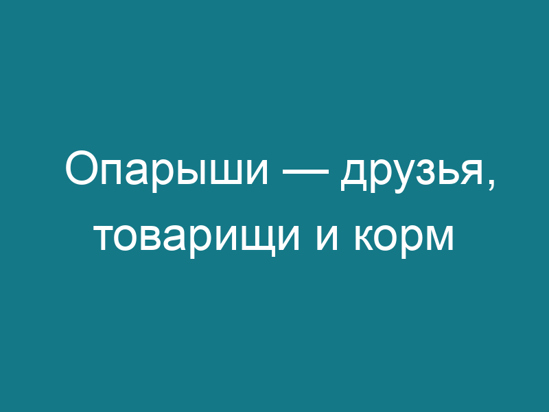 Опарыши — друзья, товарищи и корм